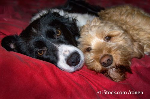 Perros durmiendo