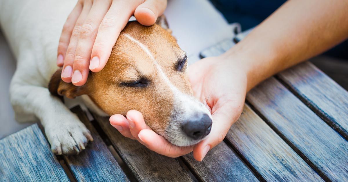 cómo contraen los perros la neumonía fúngica