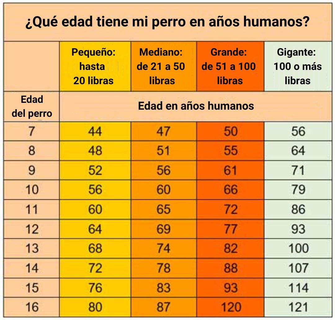 Qué edad tiene mi perro en años humanos