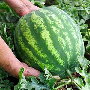 Planta de sandia