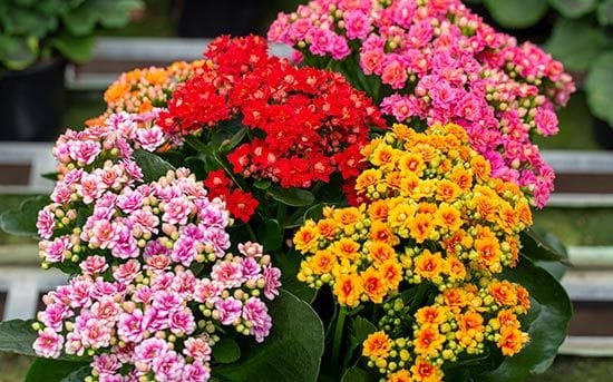 Kalanchoe