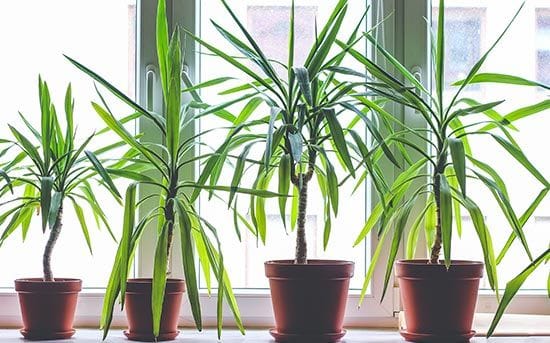 Dracaena o planta de maíz