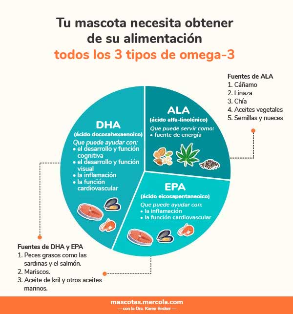 tu-mascota necesita obtener de su alimentacion