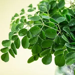 datos moringa