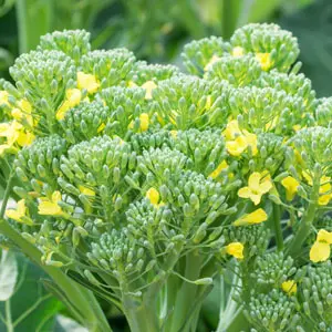 brocoli sabias que