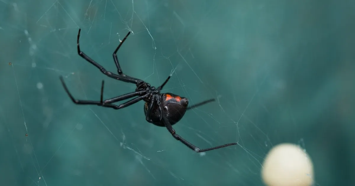 Picadura de araña viuda negra