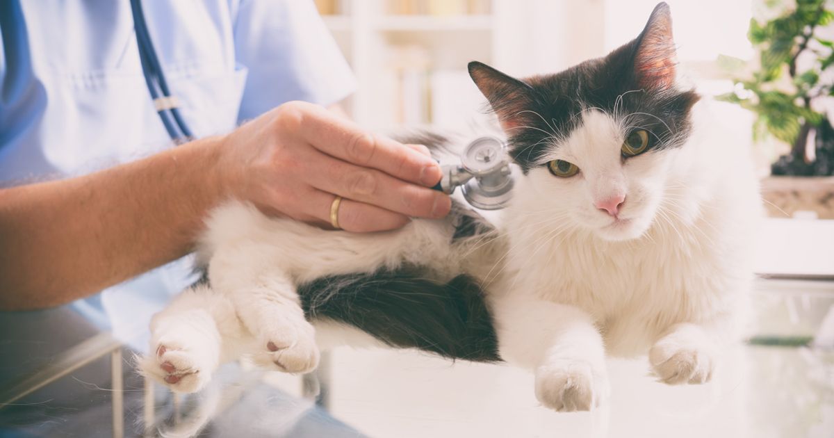 Este es un problema de salud que afecta hasta al 90 % de los gatos