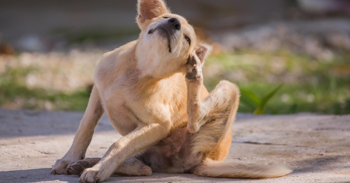 Relación entre la comezón y los problemas gastrointestinales de tu perro