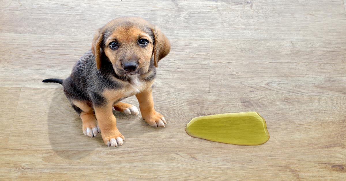 Cómo ayudar a tu mascota a ir al baño de forma exitosa