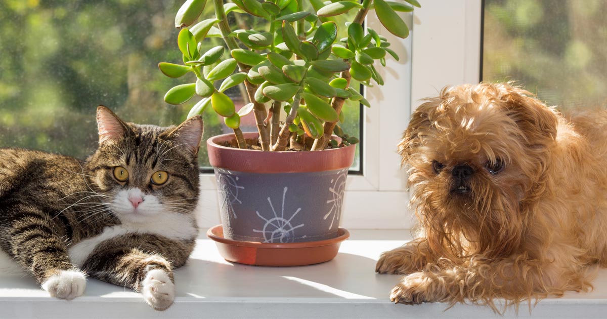 Las plantas de interiores purifican el aire, pero evita estas variedades tóxicas