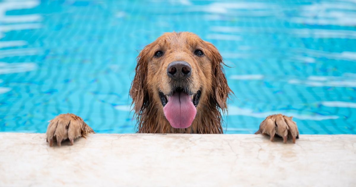 Por qué no a todos los perros les gusta nadar