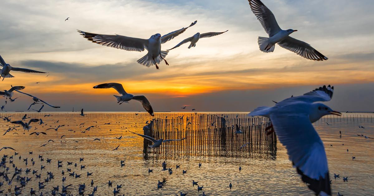 ¿Por qué cada año vemos menos aves?