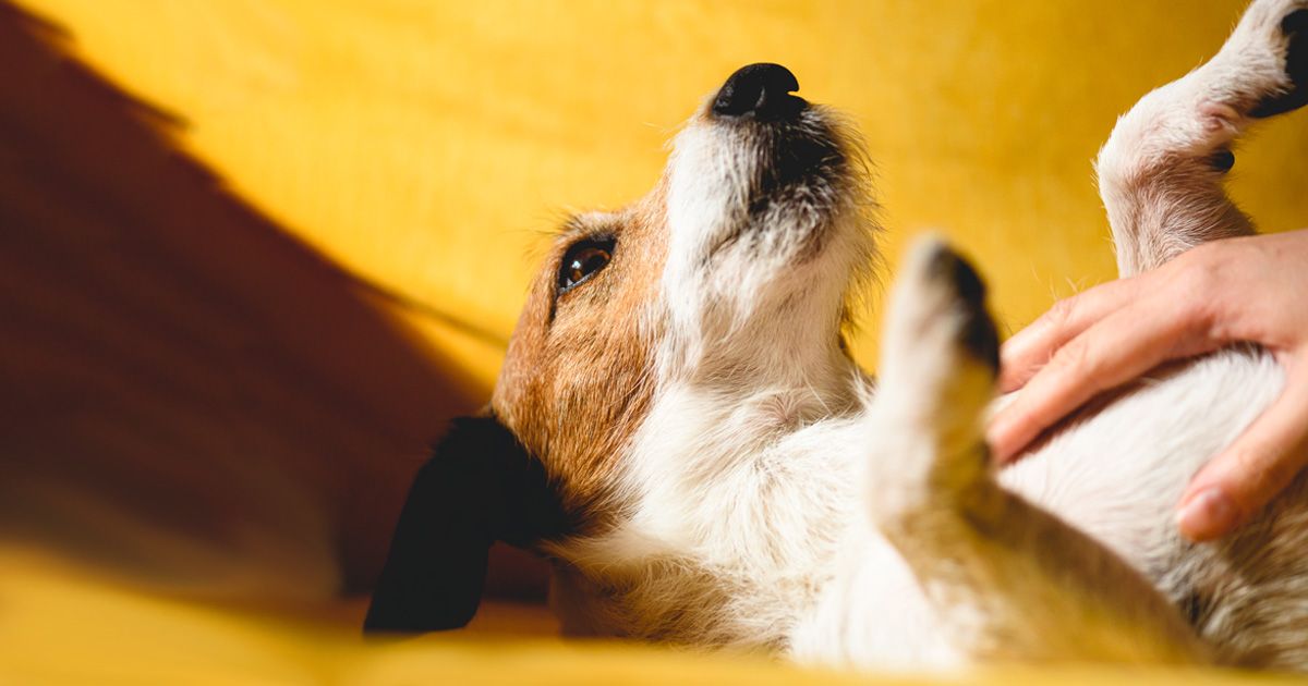 Cómo tratar el malestar estomacal de tu perro