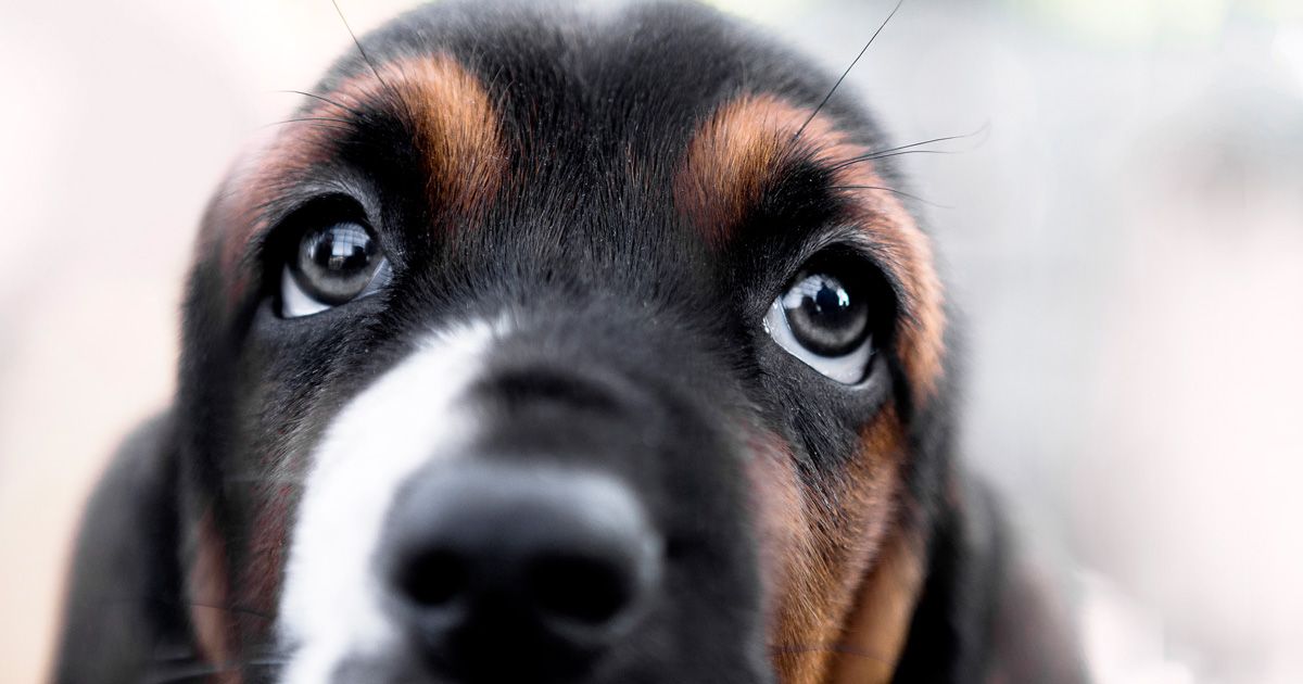 Cualidad única de los perros que derrite el corazón de las personas