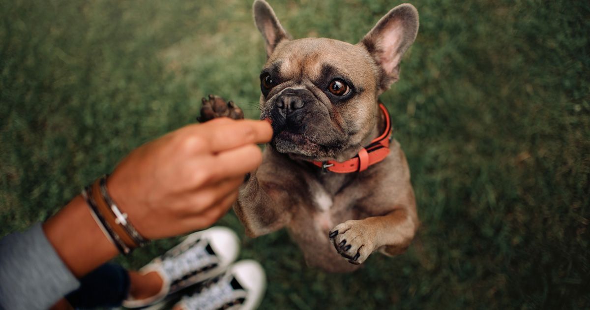 Superpremios para mascotas que puedes preparar en casa