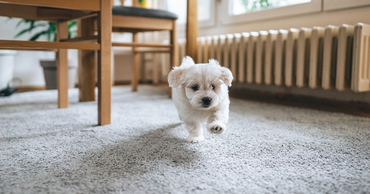 ¿Qué provoca los "zoomies" en tu perro?