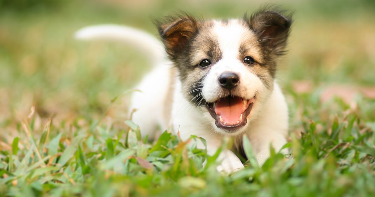 5 maneras de ayudar a tu cachorro a ser un buen perro