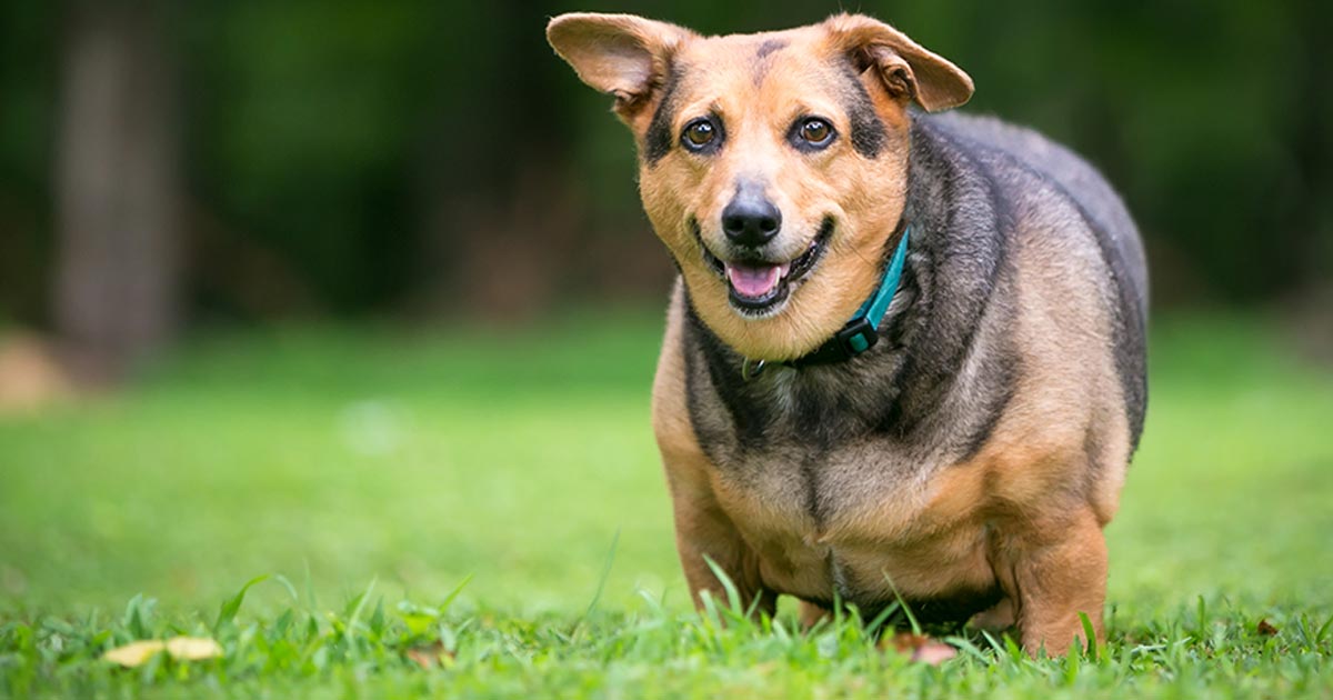 ¿Este podría ser el principal indicador de la obesidad canina?