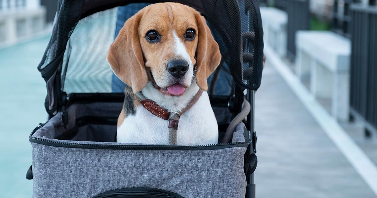 Esto ayuda a que tu perro pase más tiempo contigo