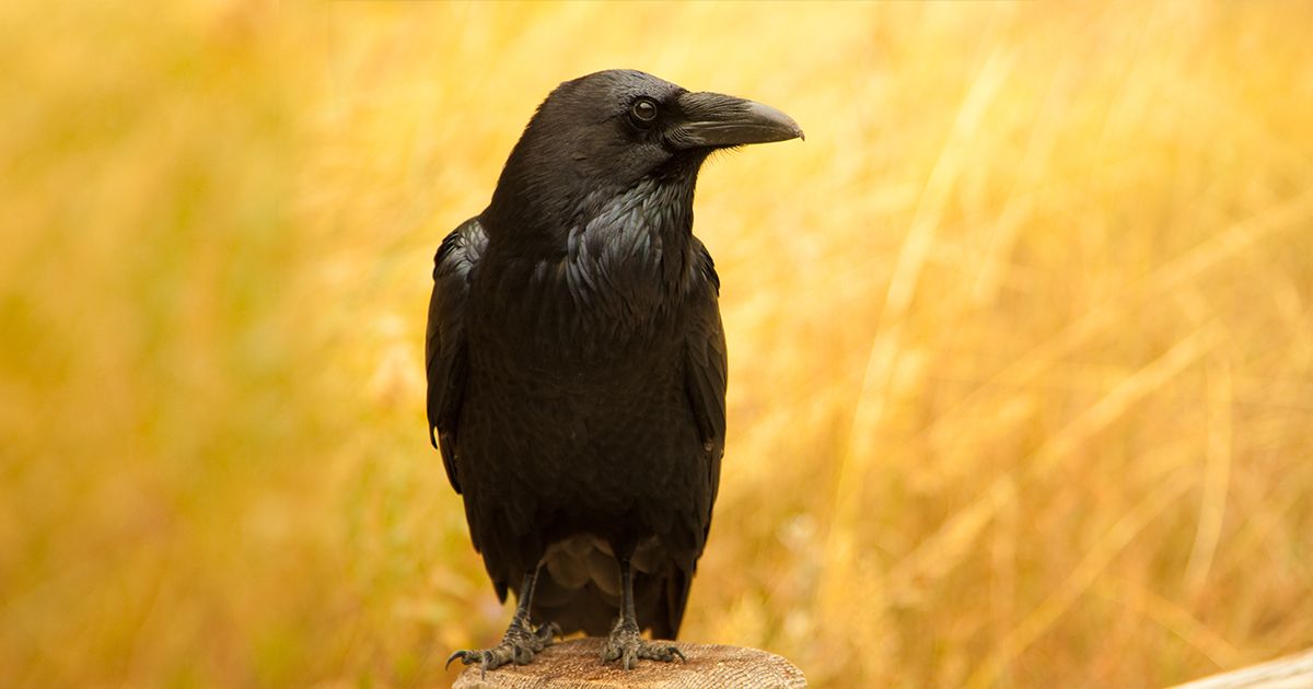 Las aves podrían ser más inteligentes de lo que pensábamos