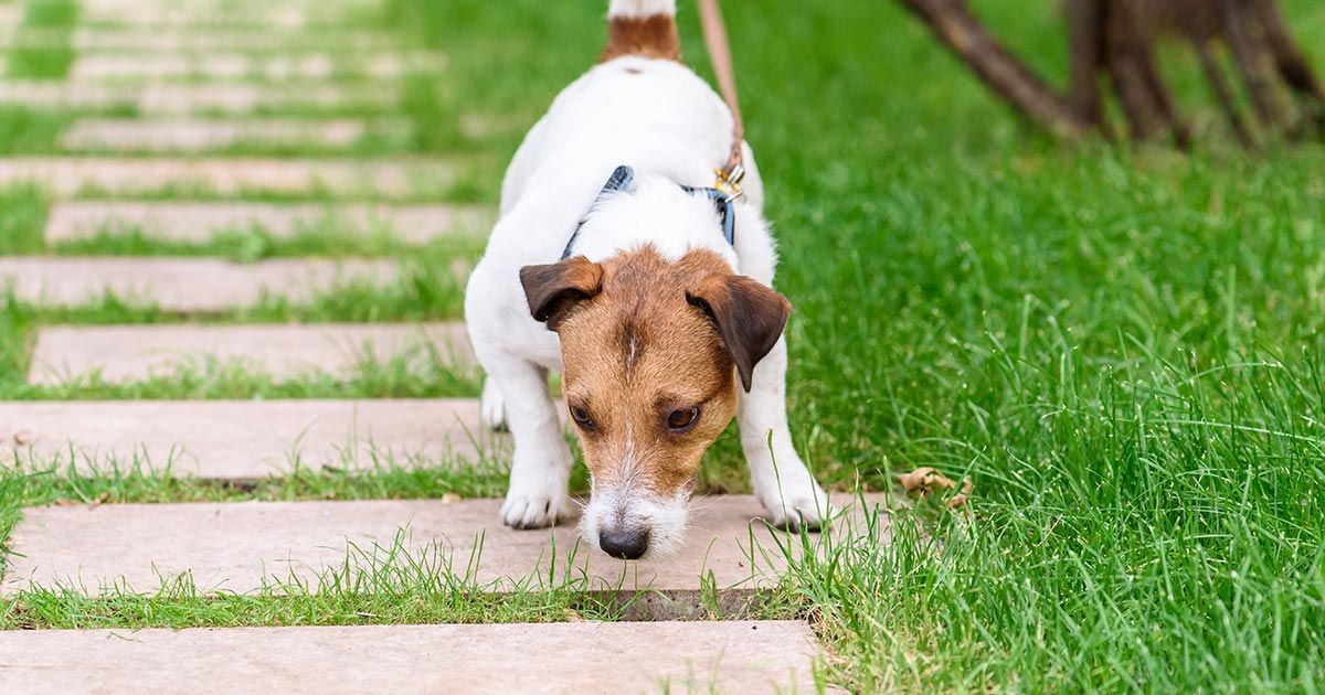 Los perros prefieren este tipo de paseo