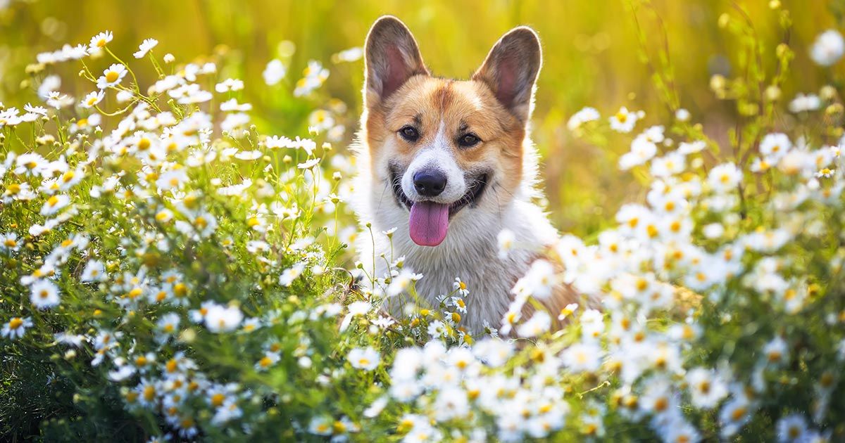 7 remedios naturales para ayudar a tu mascota a sanar