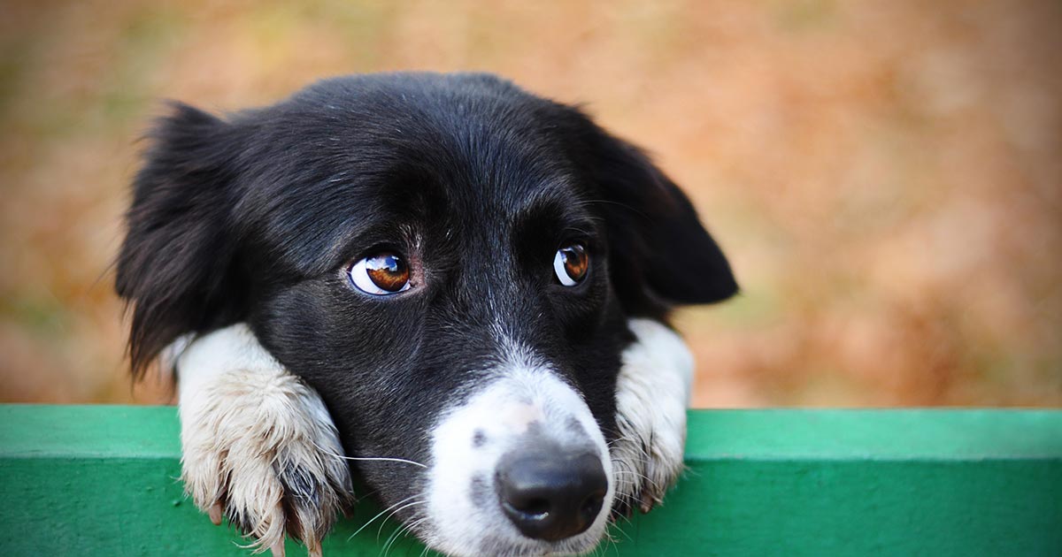 Una de las mejores maneras de ayudar a los perros sin hogar este fin de año