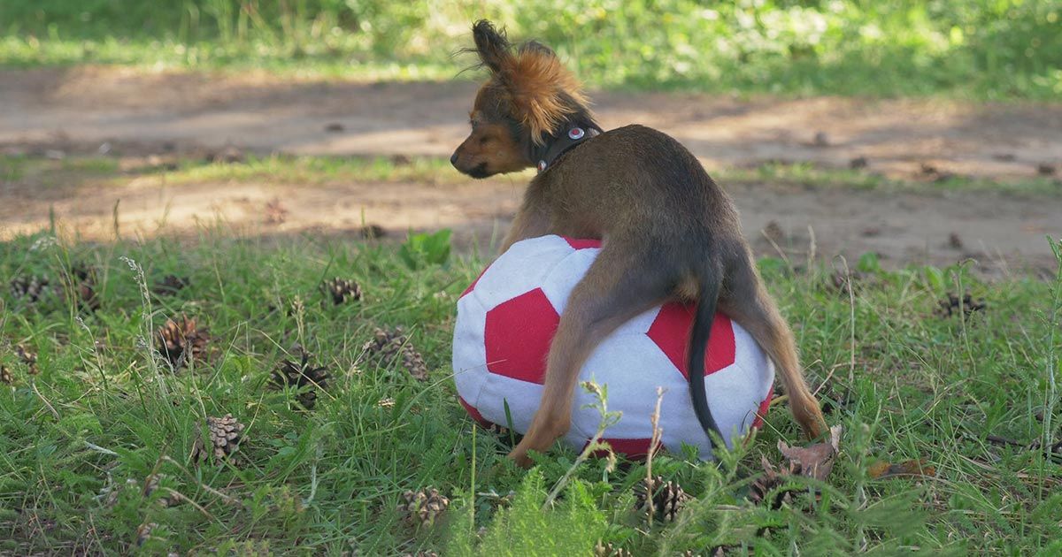 Montar o 'humping': un incómodo problema de algunos perros