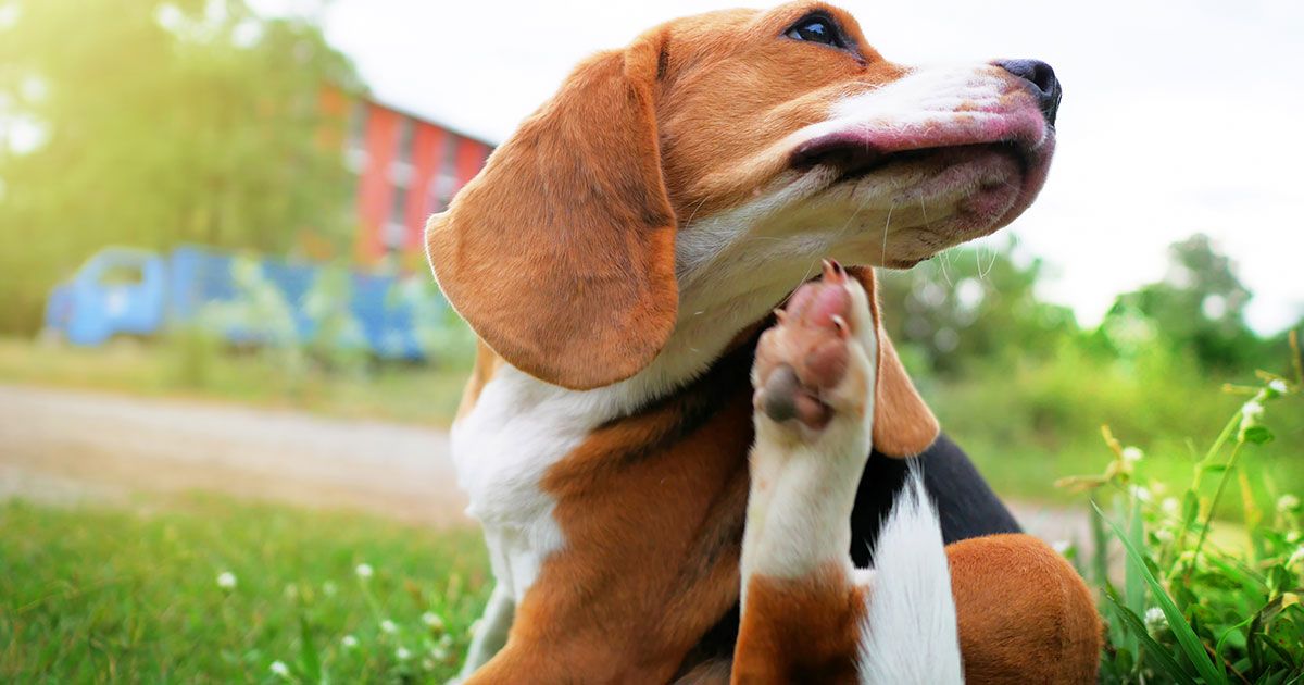 Si a tu perro no se le quita la comezón, esta podría ser la razón