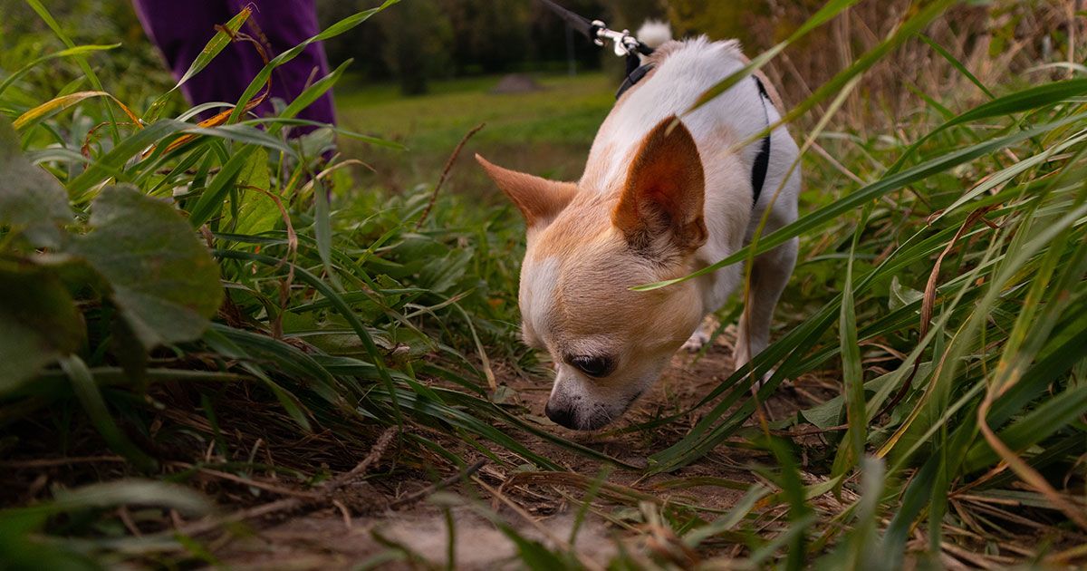 Peligros mortales que nadie espera al pasear mascotas