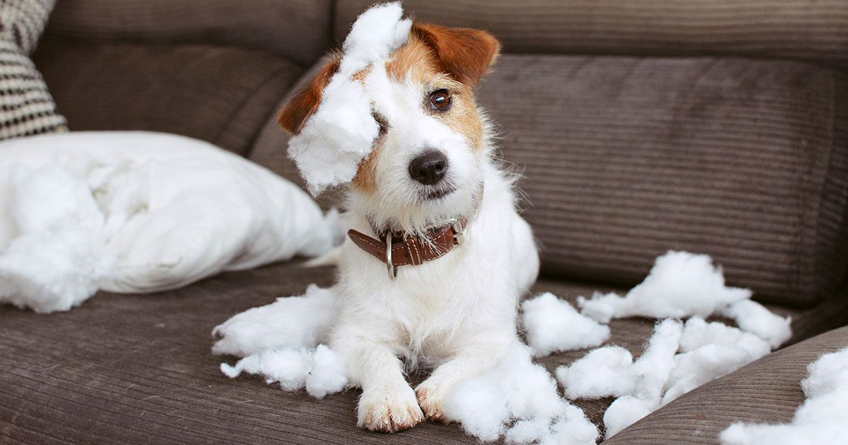 Aprende a reconocer un episodio de ansiedad por separación en tu perro