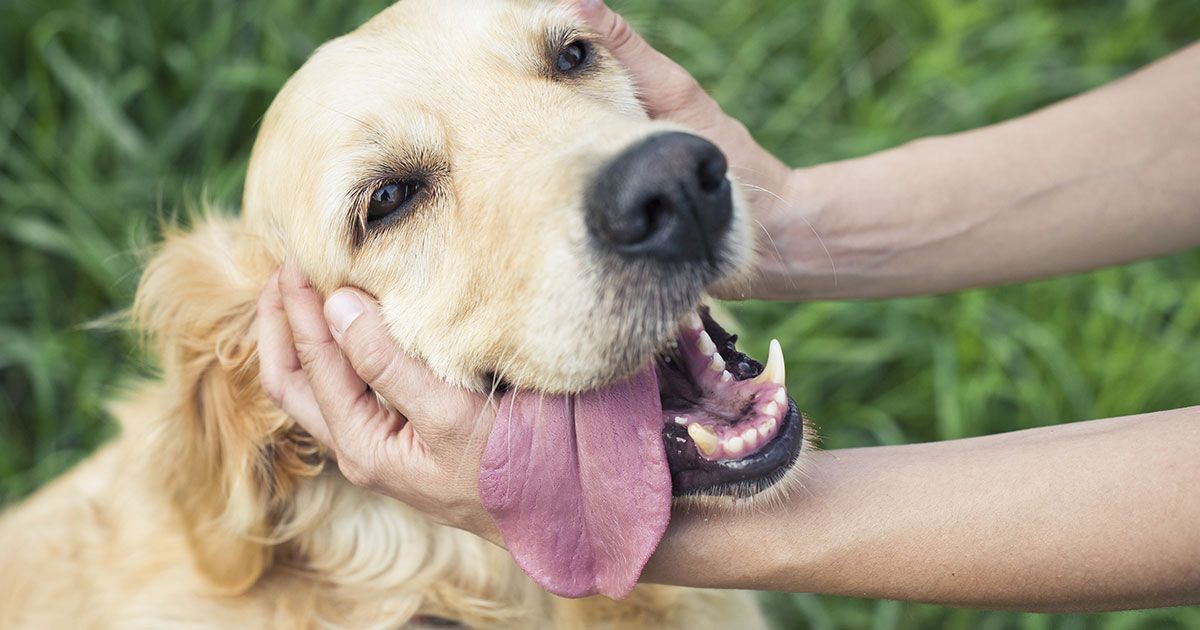 Acariciar a un perro produce esto en tu cerebro