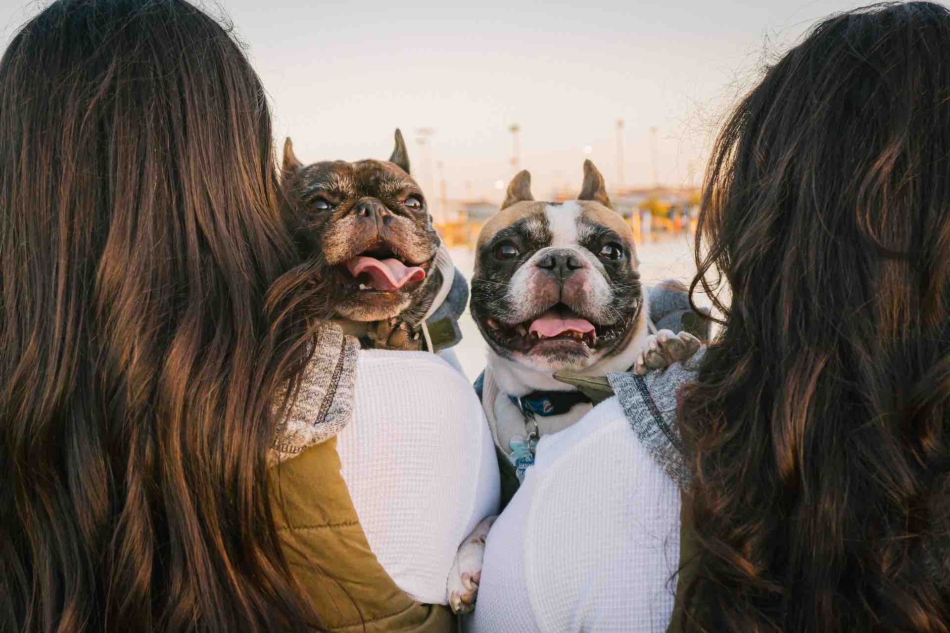 Cómo traer un nuevo perro a casa de forma correcta