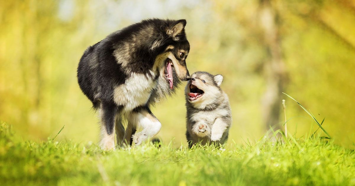 Cómo llevar un nuevo cachorro a casa