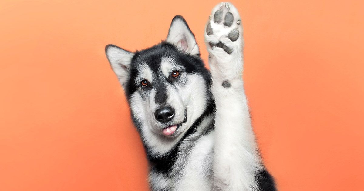 Rasgos únicos de los perros bien entrenados