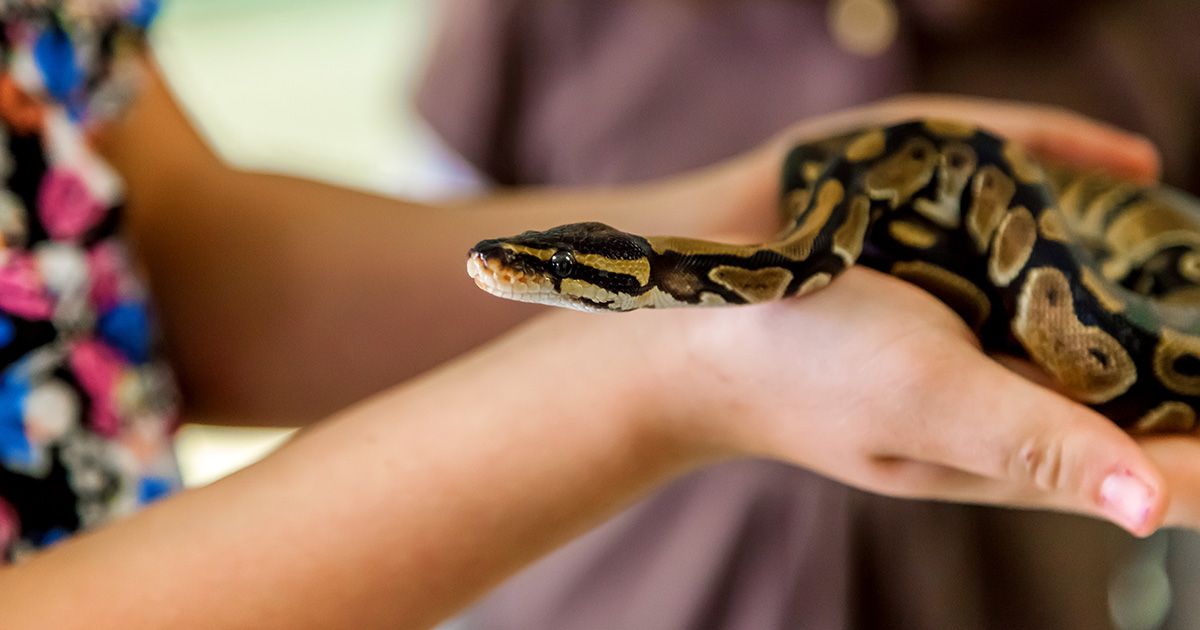 La mascota exótica que suele sufrir en la mayoría de los casos