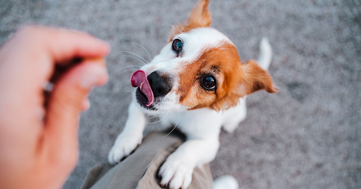 ¿Golosinas o elogios? Esto es lo que los perros prefieren