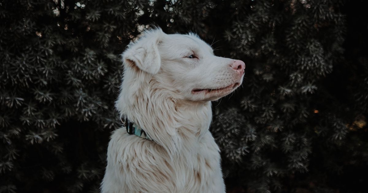 ¿Existe una relación entre la pérdida auditiva y la demencia canina?