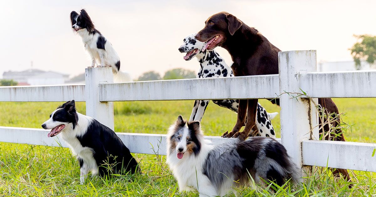 ¿Qué hace que los perros sean buenos para ciertas tareas?