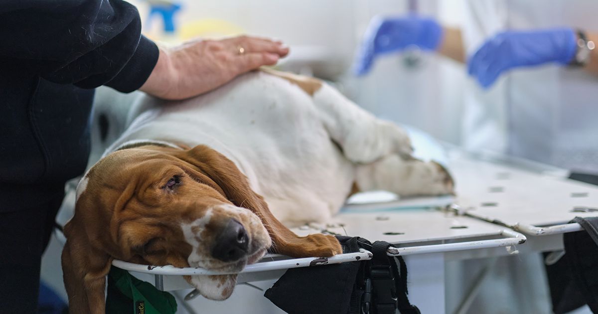 ¿Tu perro tiene riesgo de sufrir inflamación? Estos errores podrían ser mortales