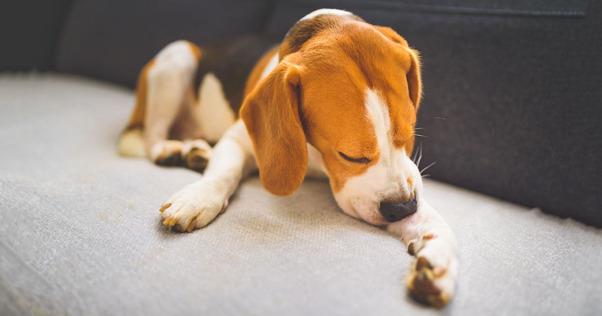 Alguno de estos problemas podría ser la causa de la comezón de tu perro