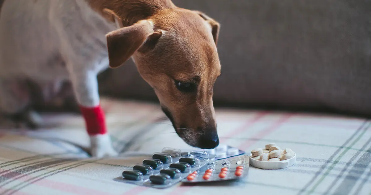 Una sola de estas pastillas podría envenenar a tu mascota