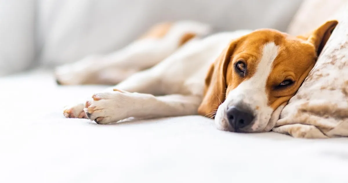 Esta podría ser la razón por la que tu mascota no parece tener ganas de nada