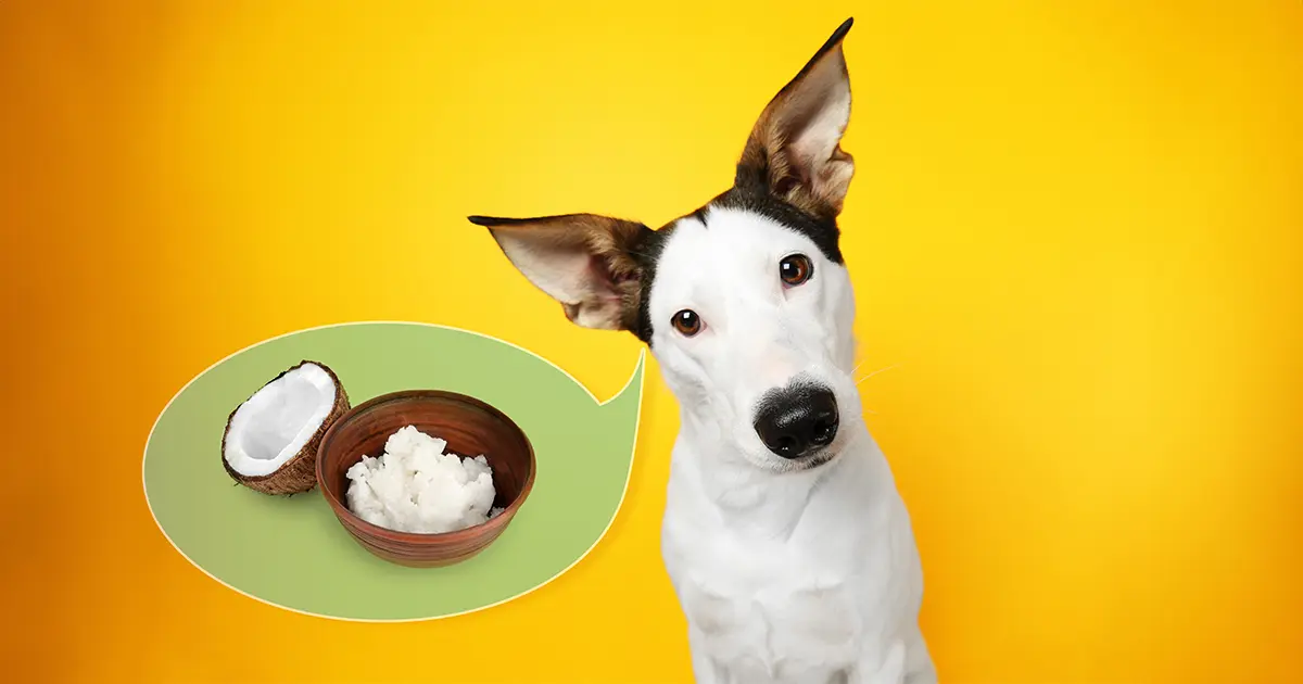 El increíble alimento que tal vez no le das a tu mascota