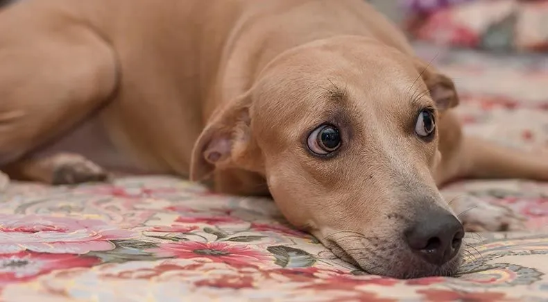 Diferencias en los cerebros de los perros con ansiedad