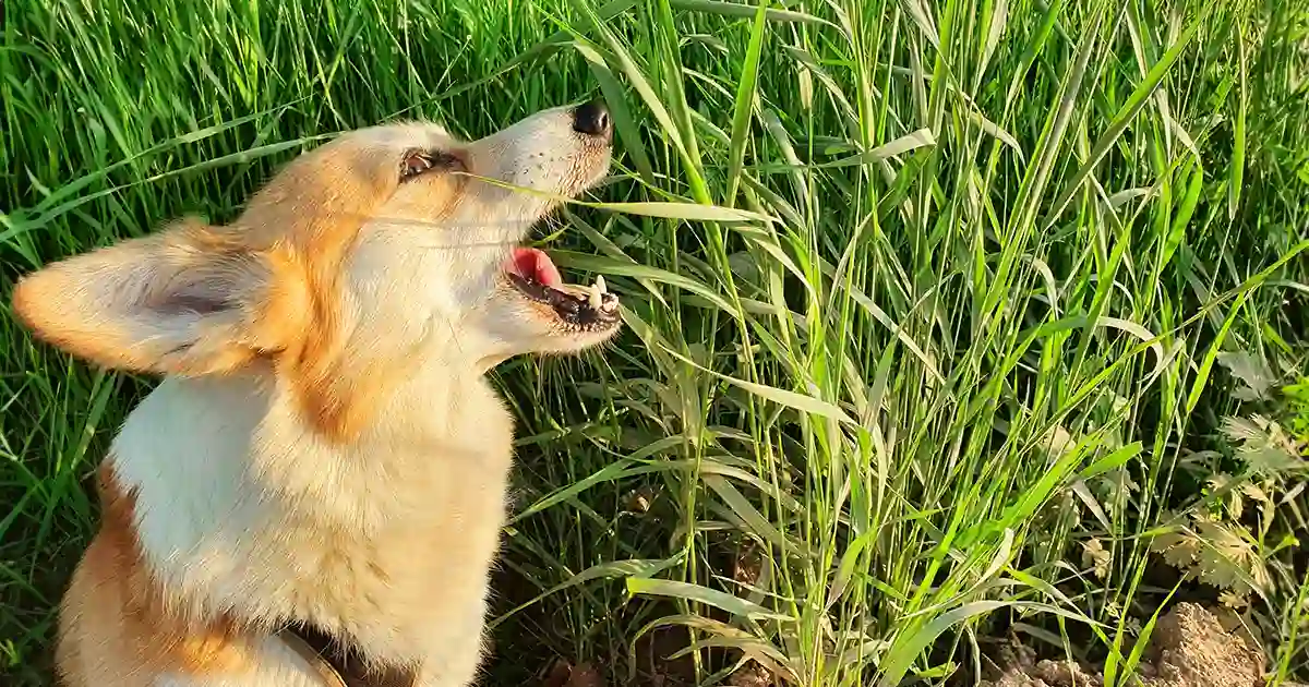 ¿Deberías dejar que tu perro coma pasto?