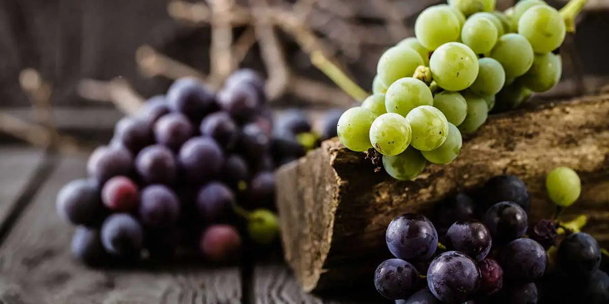 ¿Por qué no deberías darle uvas a tus mascotas?