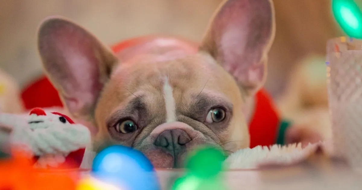 Estrategias para aliviar el estrés de tu mascota durante las celebraciones