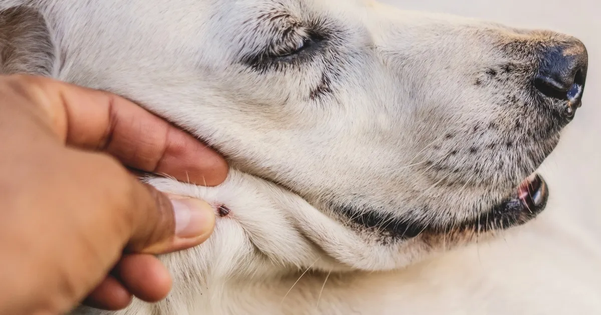 ¿Que hemos aprendido tras recolectar casi 11 000 garrapatas?