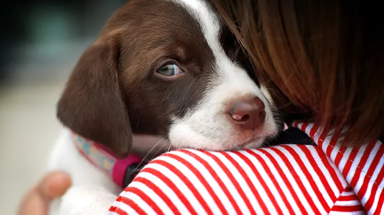 3 cosas que jamás debes hacer al levantar a tu perro